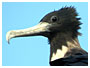 voir la page Fregate superbe oiseaux de Guadeloupe 